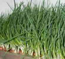 Как да расте зелен лук у дома?
