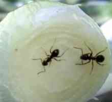 Как да се покаже мравките от банята?