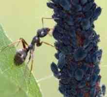 Как да се покаже мравките от градината?