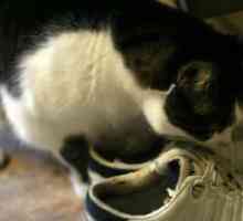 Как да донесе миризмата на котка урина от обувката?