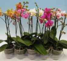 Как да стигнем орхидея да цъфти?