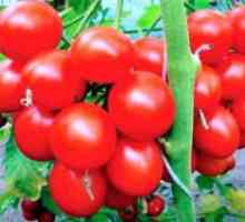 Какви са сортове домати най-доброто нещо?