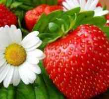 Какви витамини, съдържащи се в ягодите?