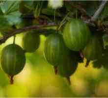 Какви витамини цариградско грозде?