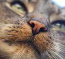 Това, което е на носа трябва да бъде по здравословен котка?