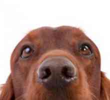 Какво е носа трябва да бъде в здравословен куче?