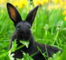 Какво билки могат да се хранят зайците?
