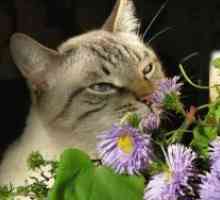 Какво миризма Не толерираме котката?