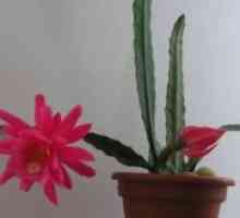 Cactus Epiphyllum Dreamland - лечебни свойства