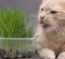 Какъв вид трева като котка?