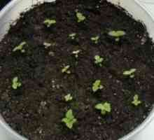 Calceolaria семена