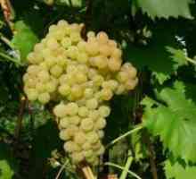 Калория грозде стафиди