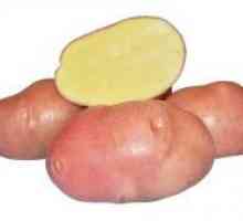 Картофи "Bellarosa" - описание на сорта