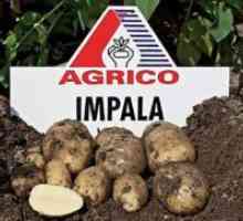 Картофи "Импала" - описание на сорта
