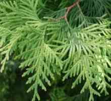 Cypress - засаждане и грижи