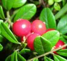 Cranberry - полезни свойства