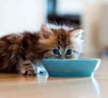 Кога да започне допълнителни котенца хранене?