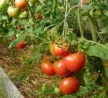 Когато необходимостта от обработване на домати от края на бич?