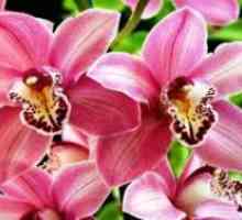 Кога да се пресаждат орхидея?