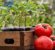 При засаждане на разсад домати?