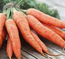Когато за събиране на реколтата моркови от градината?