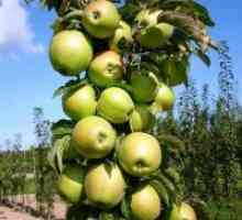 Колонен ябълково дърво - засаждане и грижи