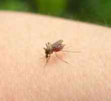 Ухапване от комар