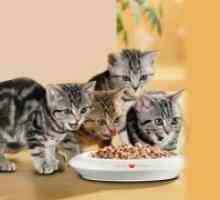 Консервирани храни за котки
