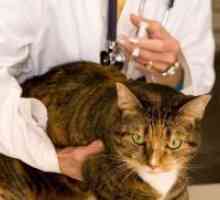 Koronovirusnaya инфекция при котки - Симптоми