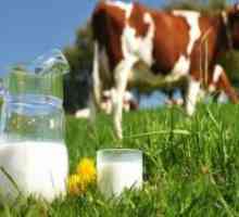 Кравето мляко - ползите и вреди
