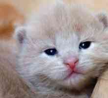 Kitten кихане и сълзене на очите