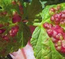 Червени петна по листата на френско грозде през пролетта