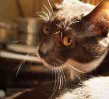 Кръв в урината на котките - причини и лечение