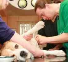Кръв в урината на кучета - причини