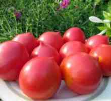 Големи плодови сортове домати сибирски разплод