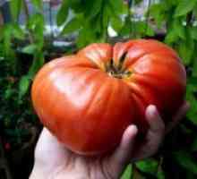 Големи сортове домати за оранжерии