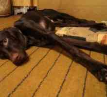 Лептоспироза в Кучета - симптоми и лечение