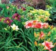 Daylilies - засаждане и грижи