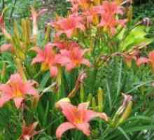 Daylilies - нарастваща