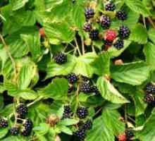 Blackberry листа - полезни свойства и противопоказания