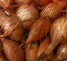 Onion "Bamberger" - описание на сорта