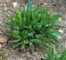 Allium nutans - полезни свойства