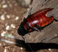 Мадагаскар хлебарка