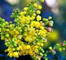 Mahonia aquifolium - размножаване чрез резници
