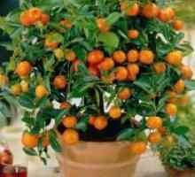 Tangerine дърво - грижи