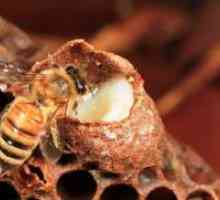 Пчелното млечице - полезни свойства