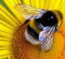 Слънчоглед мед - полезни свойства