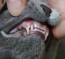 Изберете дали да се зъби на котките?