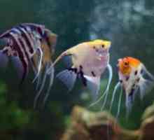 Мирно аквариумни риби