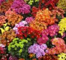 Дългосрочна градина Хризантемата - разнообразие